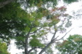 [trp-takao15]Momiji,Momiji-Dai,takao-san-hiking,tokyo