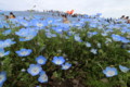 [HitachiKaihin-1604] Nemophila,Miharashi-no-Oka,Hitachi-Kaihin-Koen