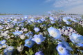 [HitachiKaihin-1604] p02,Nemophila-and-BlueSky,Miharashi-no-Oka,Hitachi-Kaihin-Koen