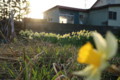 [hometown1805]narcissuses-and-sunset,Sannai-aomori