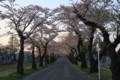 [hometown1805]Sakura-street,Sannai-reien,aomori