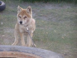 f:id:khovd:20091203212823j:image