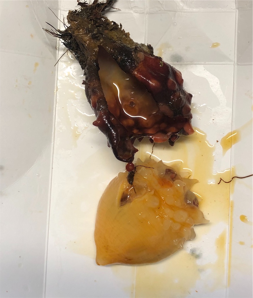 f:id:ki-kochan:20190602194624j:image