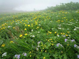 f:id:ki1547m:20180515162445j:plain