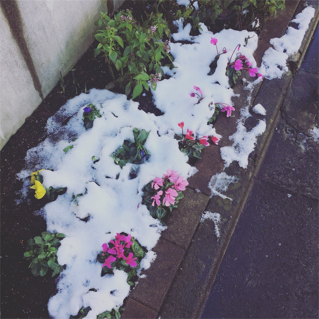 f:id:kibacosaya:20161205000550j:image f:id:kibacosaya:20161205000550j:image