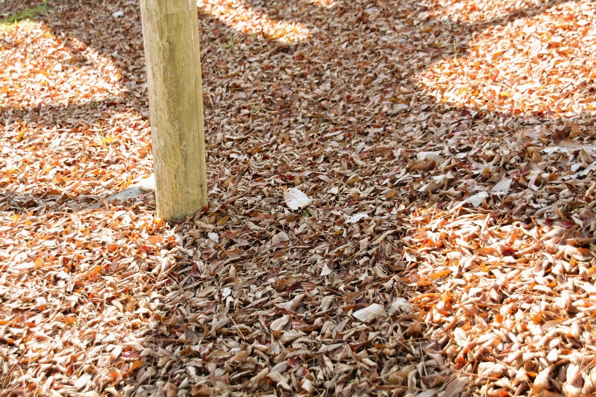 f:id:kibi6:20200613022124j:plain f:id:kibi6:20200613022124j:plain