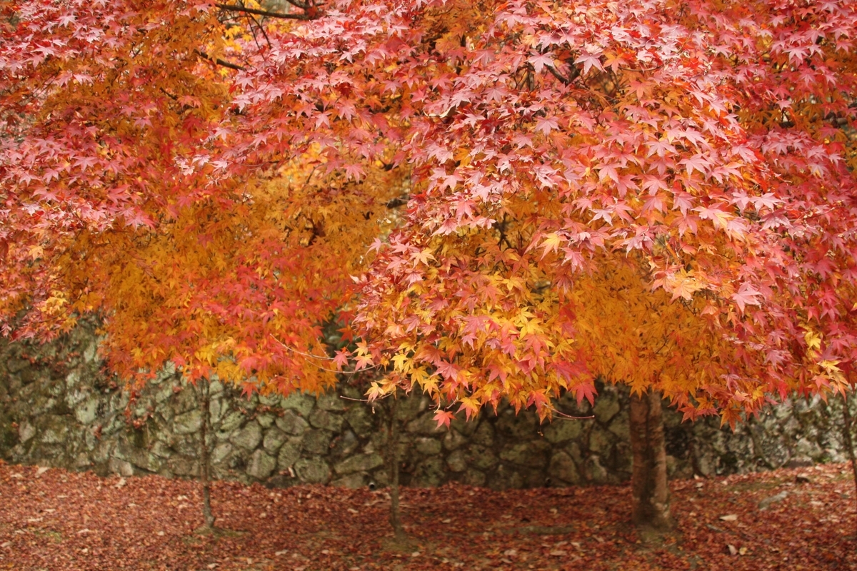 f:id:kibi6:20200613025201j:plain f:id:kibi6:20200613025201j:plain