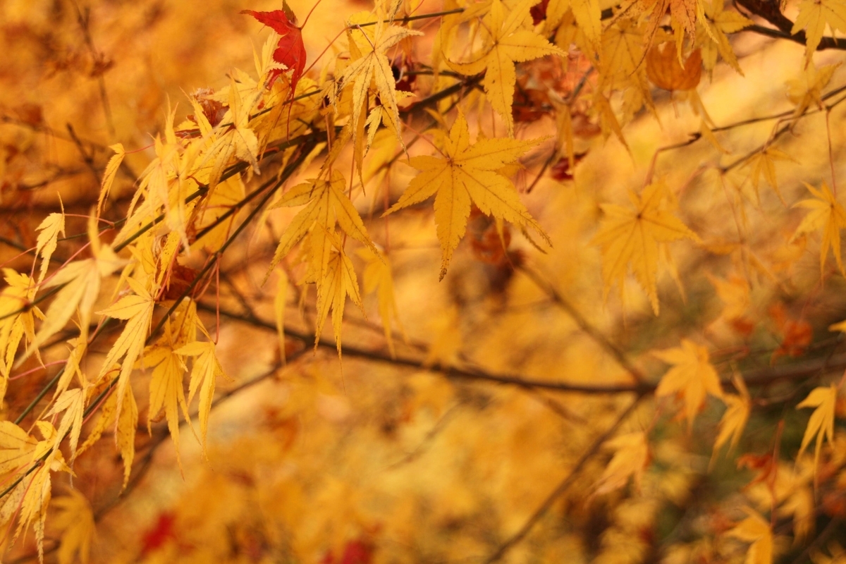 f:id:kibi6:20200613025402j:plain f:id:kibi6:20200613025402j:plain