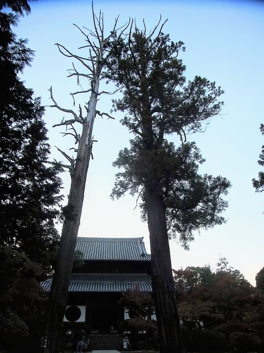 f:id:kibi6:20200613171505j:plain f:id:kibi6:20200613171505j:plain