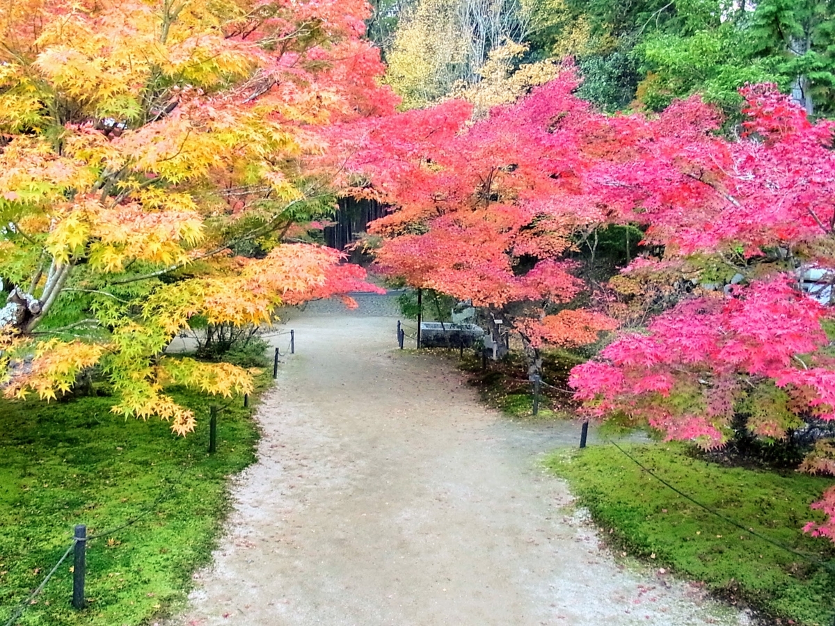 f:id:kibi6:20200613172158j:plain f:id:kibi6:20200613172158j:plain