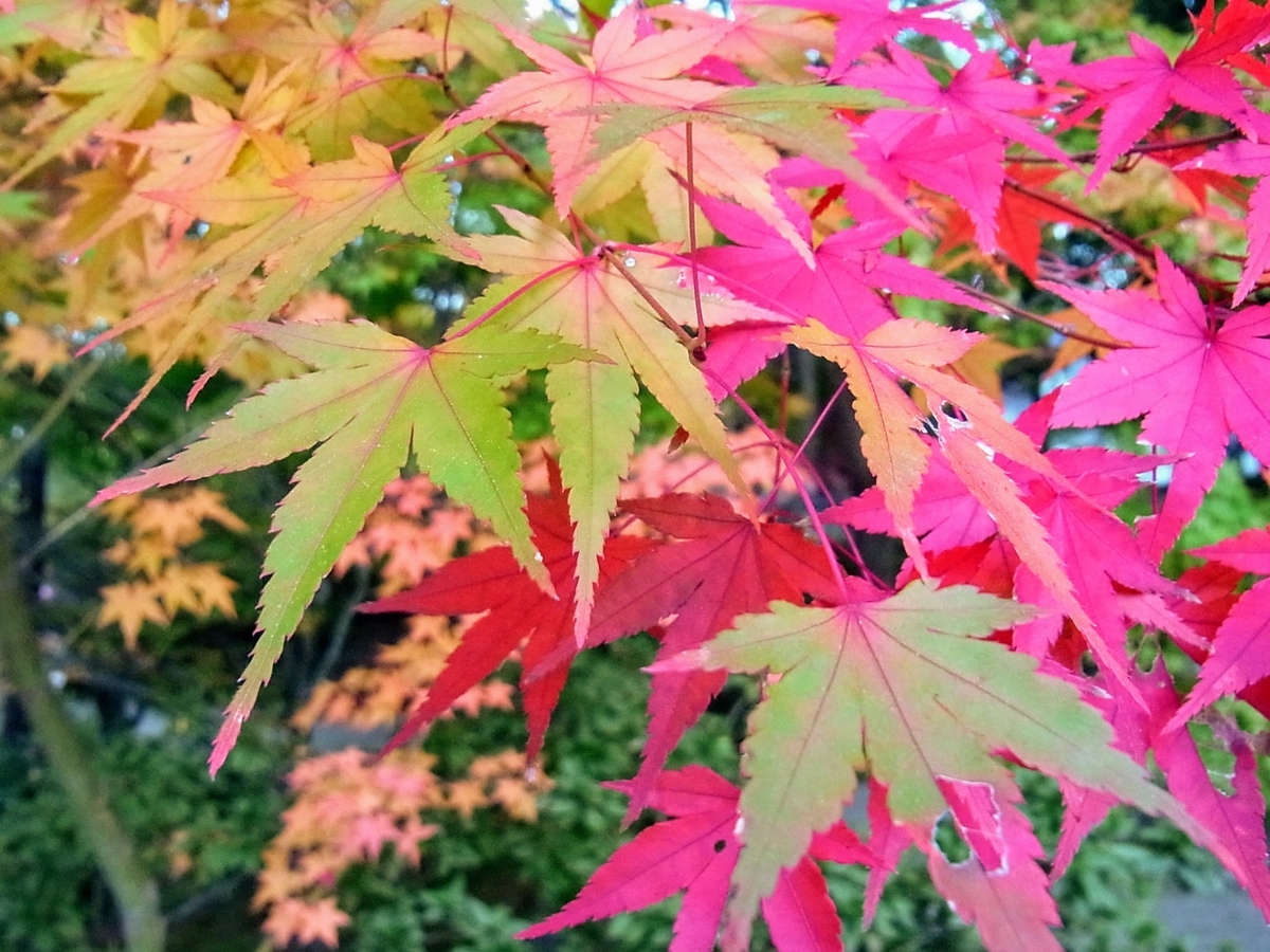 f:id:kibi6:20200613172726j:plain f:id:kibi6:20200613172726j:plain