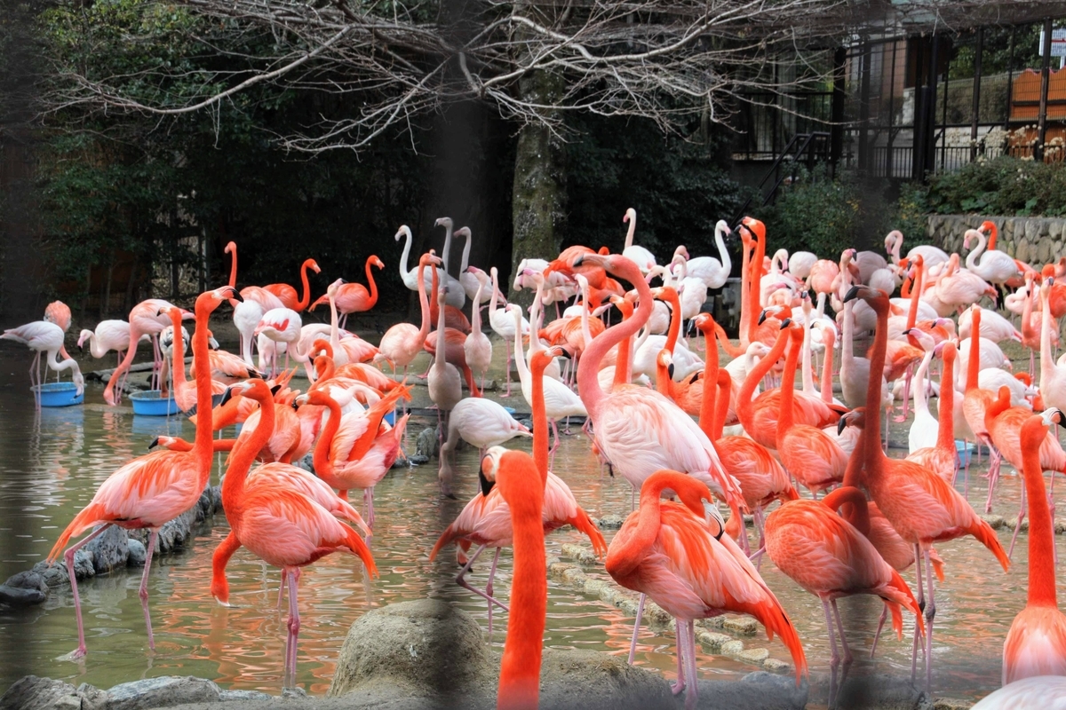 f:id:kibi6:20200615010516j:plain f:id:kibi6:20200615010516j:plain