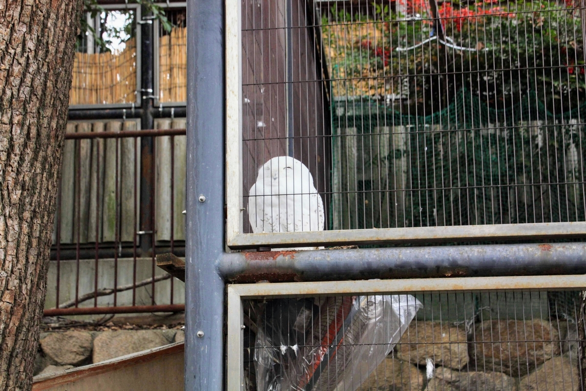 f:id:kibi6:20200615010719j:plain f:id:kibi6:20200615010719j:plain