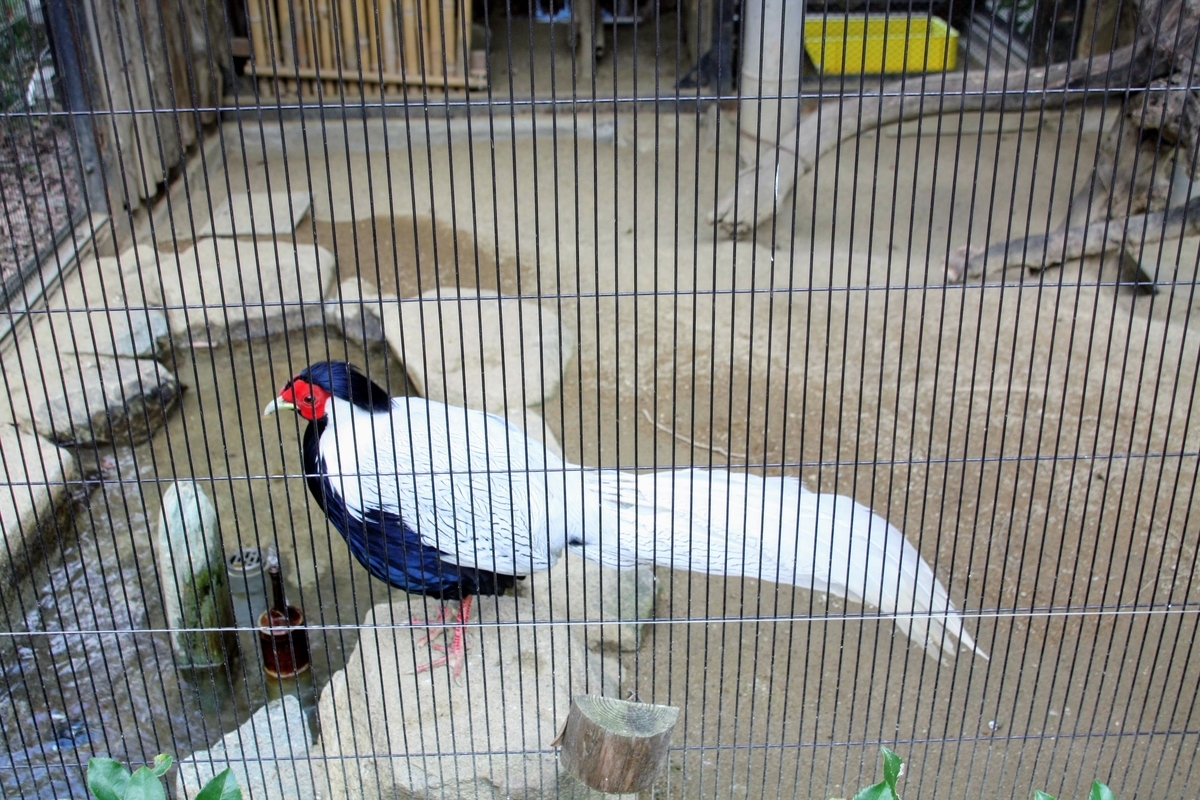 f:id:kibi6:20200615010801j:plain f:id:kibi6:20200615010801j:plain