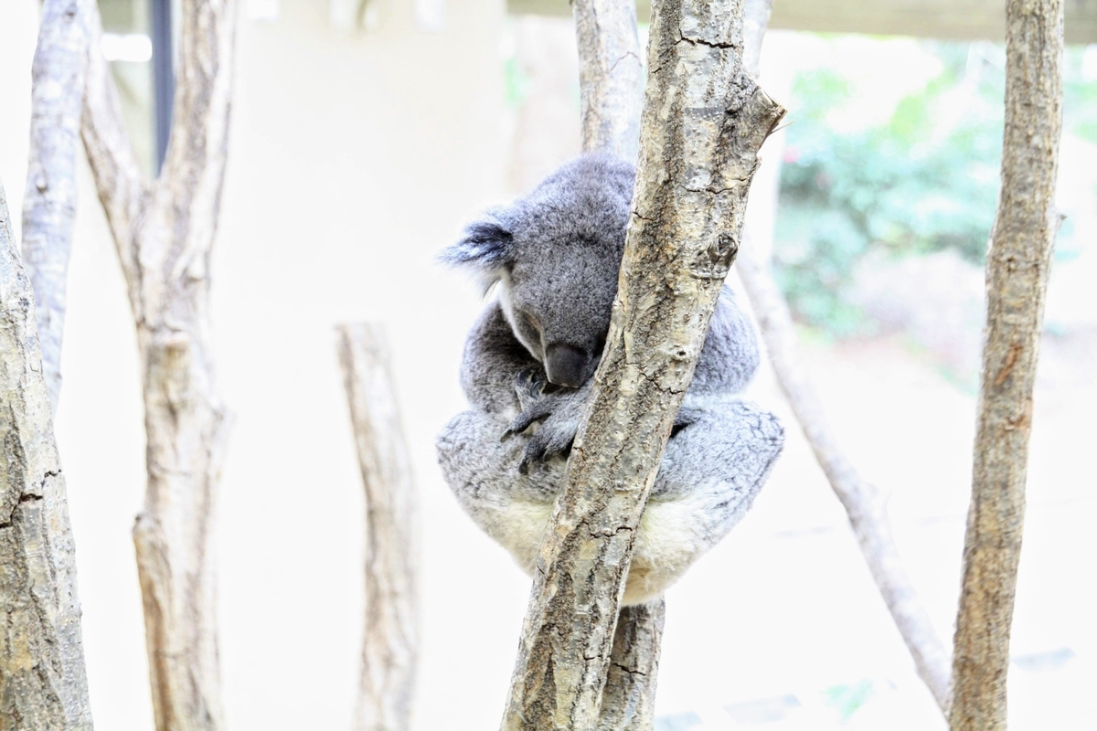 f:id:kibi6:20200615011034j:plain f:id:kibi6:20200615011034j:plain