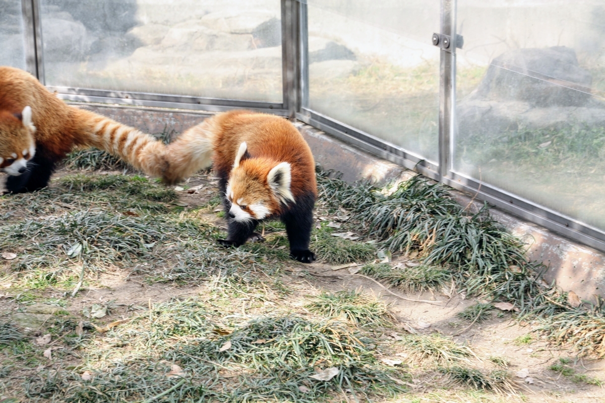 f:id:kibi6:20200615011126j:plain f:id:kibi6:20200615011126j:plain