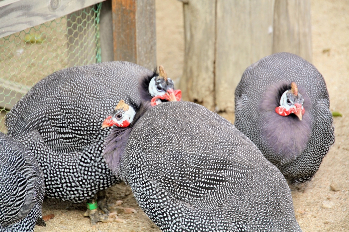 f:id:kibi6:20200615011608j:plain f:id:kibi6:20200615011608j:plain