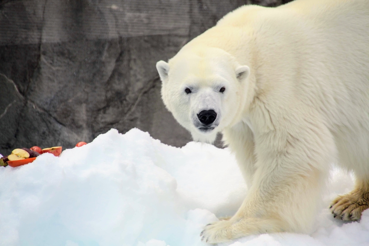 f:id:kibi6:20200615012028j:plain f:id:kibi6:20200615012028j:plain