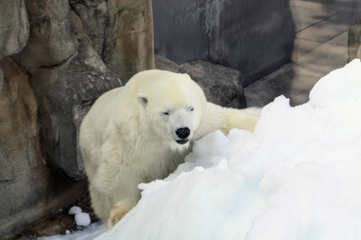 f:id:kibi6:20200615012052j:plain f:id:kibi6:20200615012052j:plain