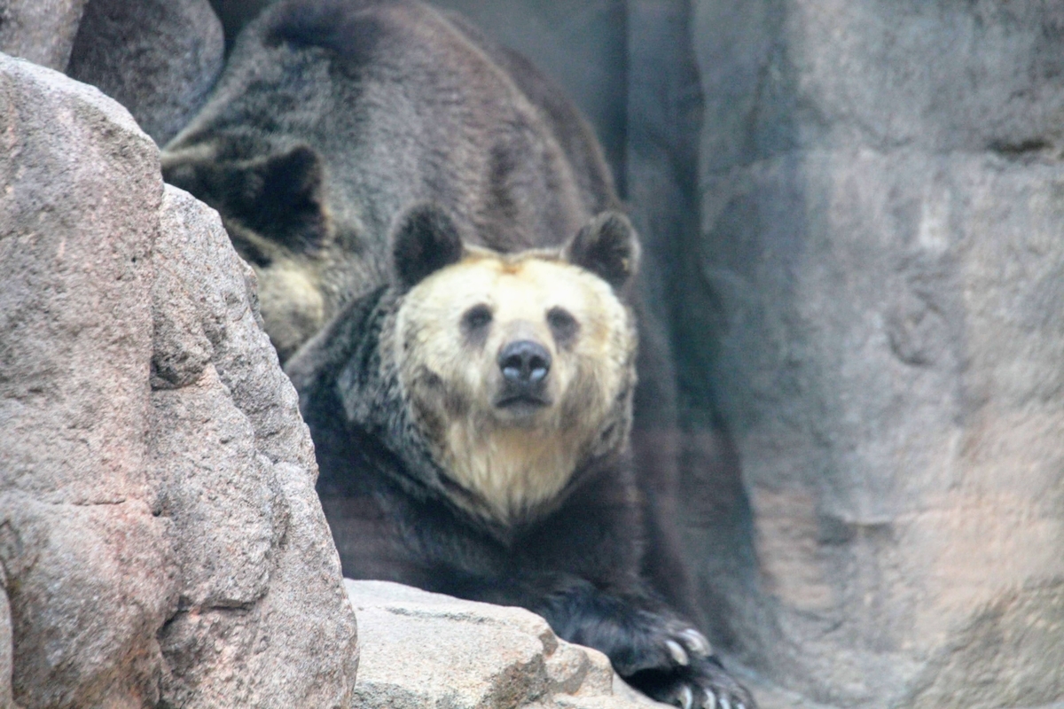 f:id:kibi6:20200615012124j:plain f:id:kibi6:20200615012124j:plain