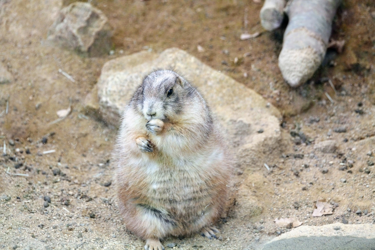 f:id:kibi6:20200615012232j:plain f:id:kibi6:20200615012232j:plain