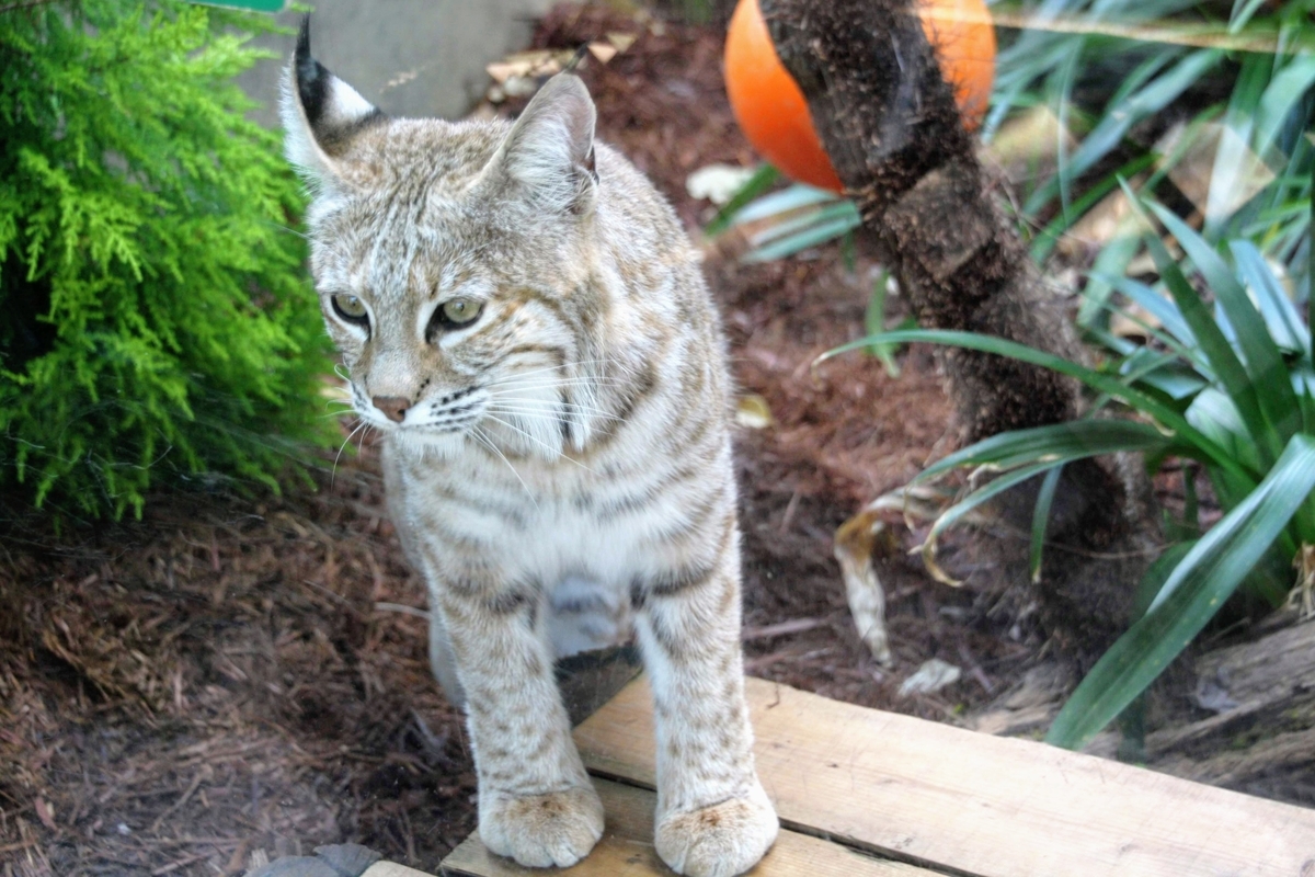 f:id:kibi6:20200615012347j:plain f:id:kibi6:20200615012347j:plain