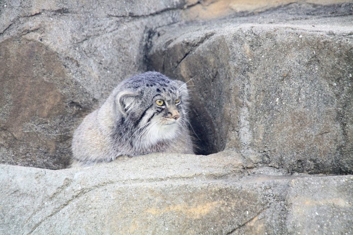 f:id:kibi6:20200615012428j:plain f:id:kibi6:20200615012428j:plain