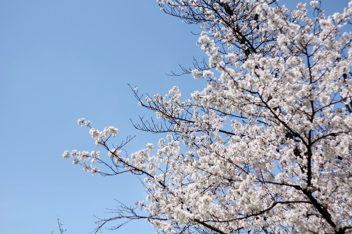 f:id:kibi6:20200615095717j:plain