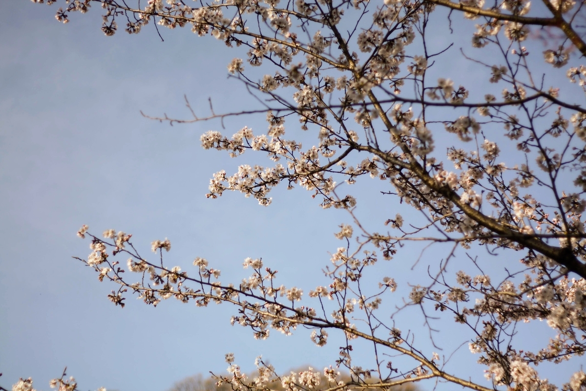 f:id:kibi6:20200615231048j:plain