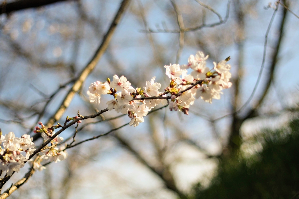 f:id:kibi6:20200615231127j:plain