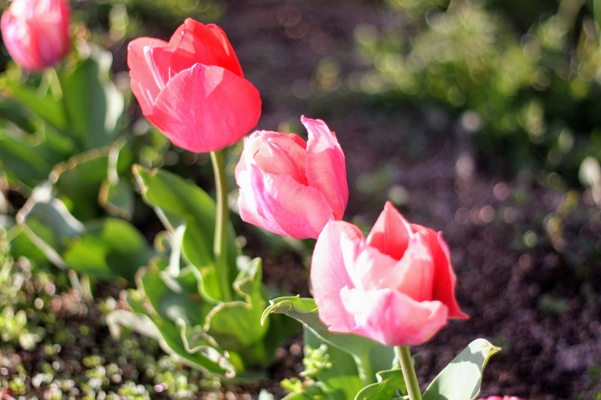 f:id:kibi6:20200615231438j:plain