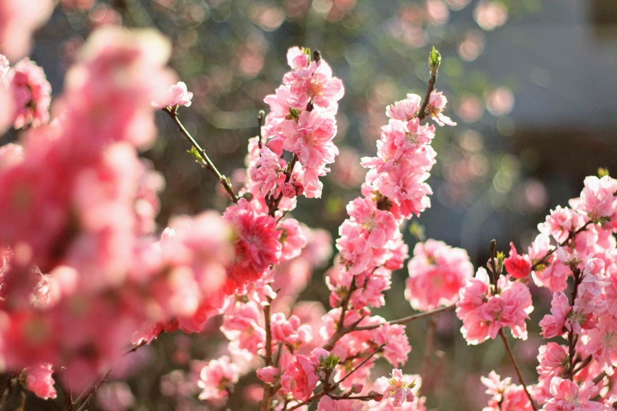 f:id:kibi6:20200615232626j:plain