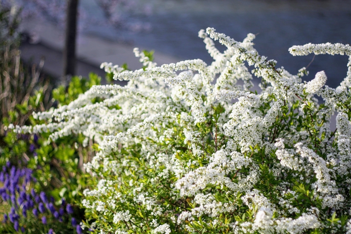 f:id:kibi6:20200615232801j:plain