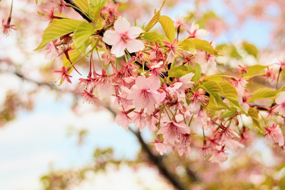 f:id:kibi6:20200619011032j:plain