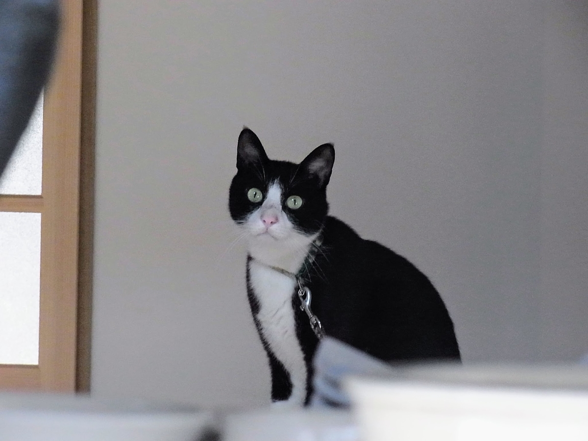 f:id:kibi6:20200619222943j:plain