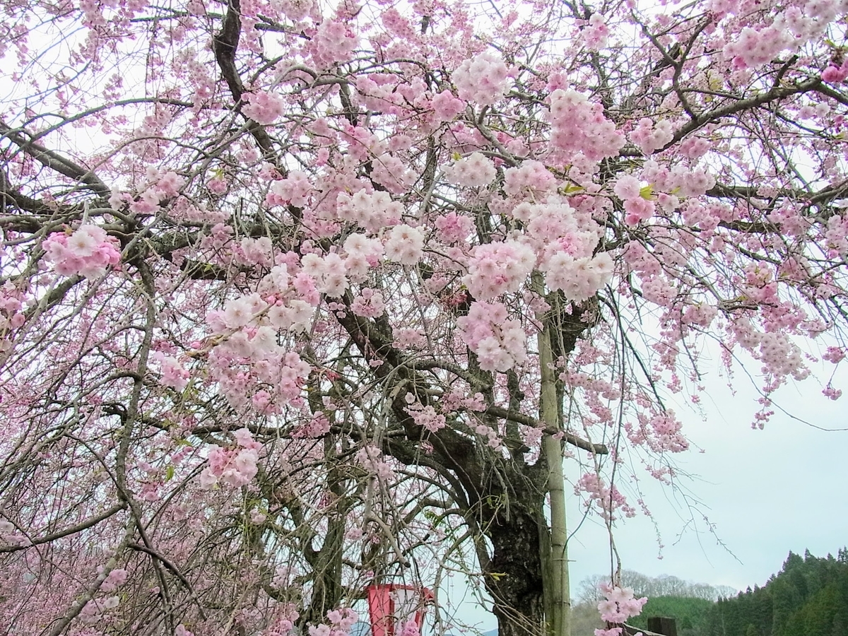 f:id:kibi6:20200620035351j:plain