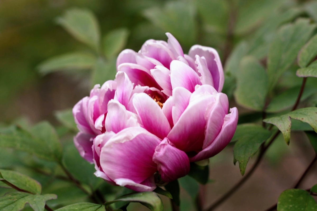 f:id:kibi6:20200620191318j:plain