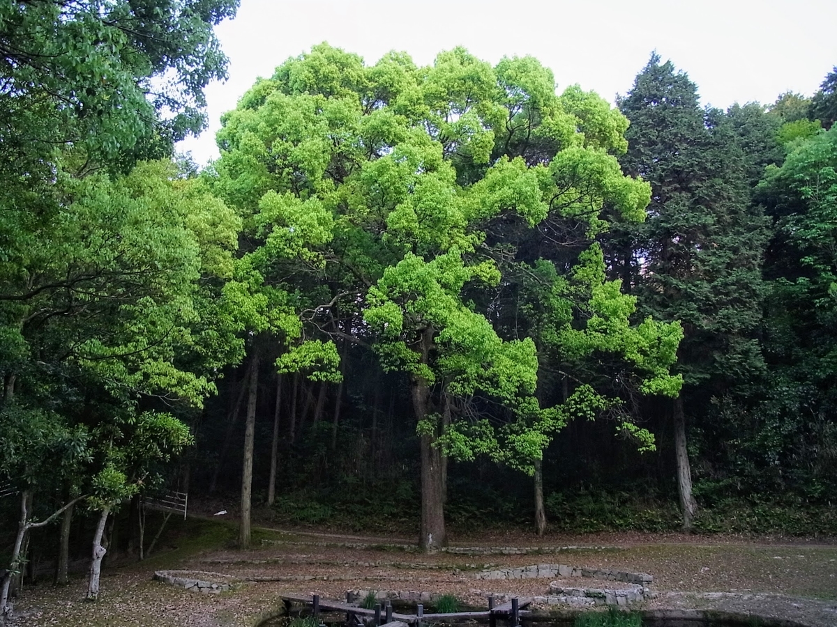 f:id:kibi6:20200620191436j:plain