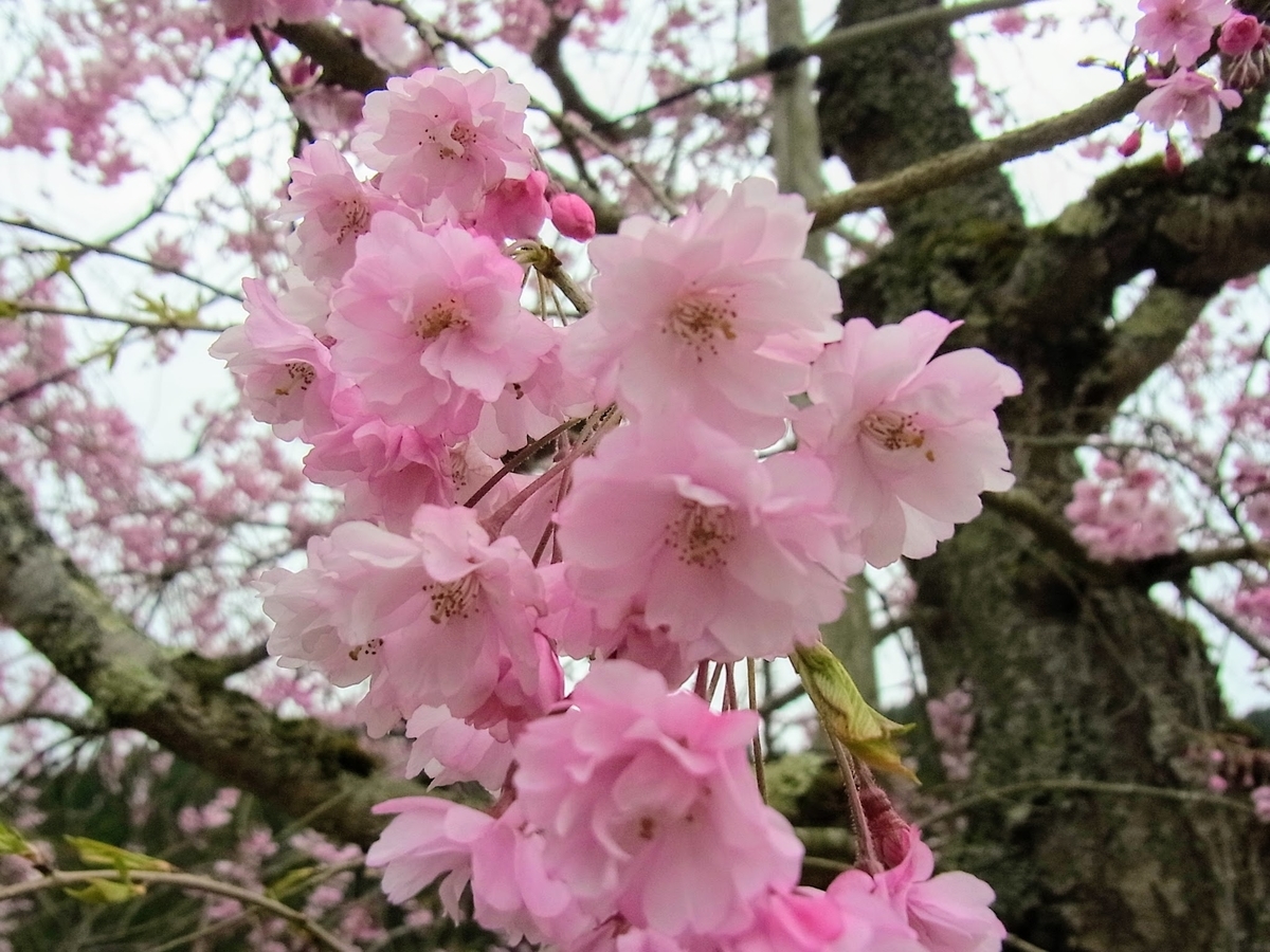 f:id:kibi6:20200620232048j:plain