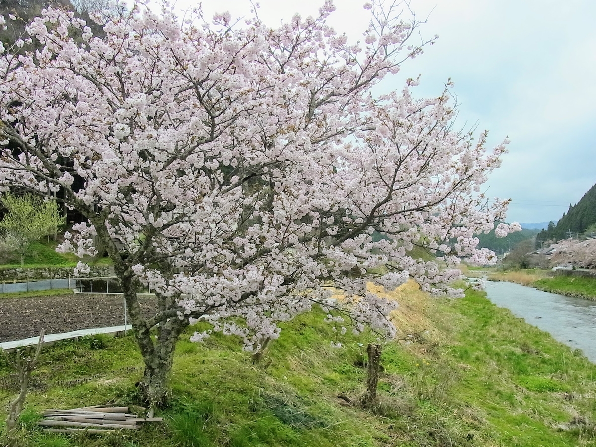f:id:kibi6:20200620232119j:plain
