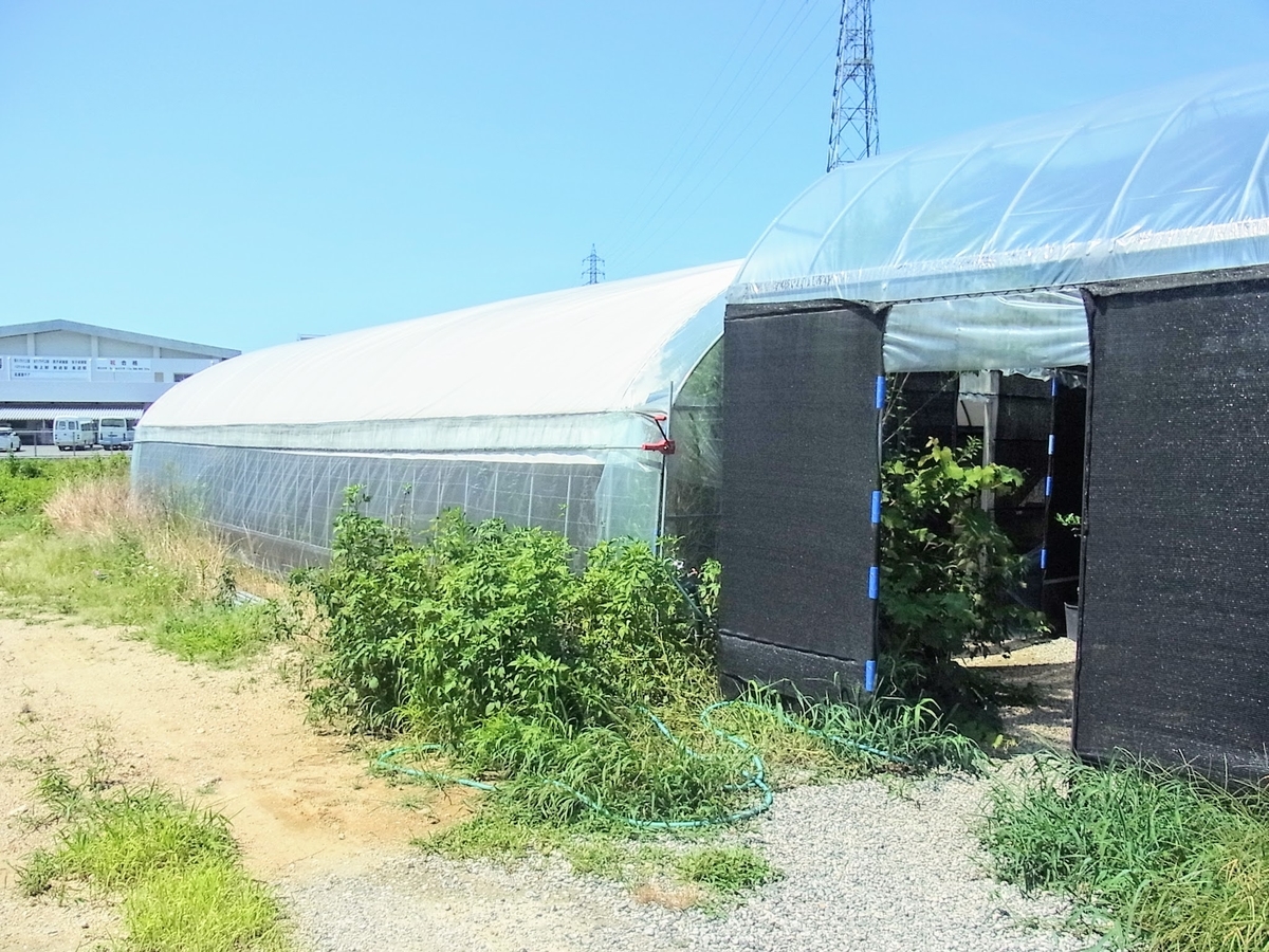 f:id:kibi6:20200623002208j:plain