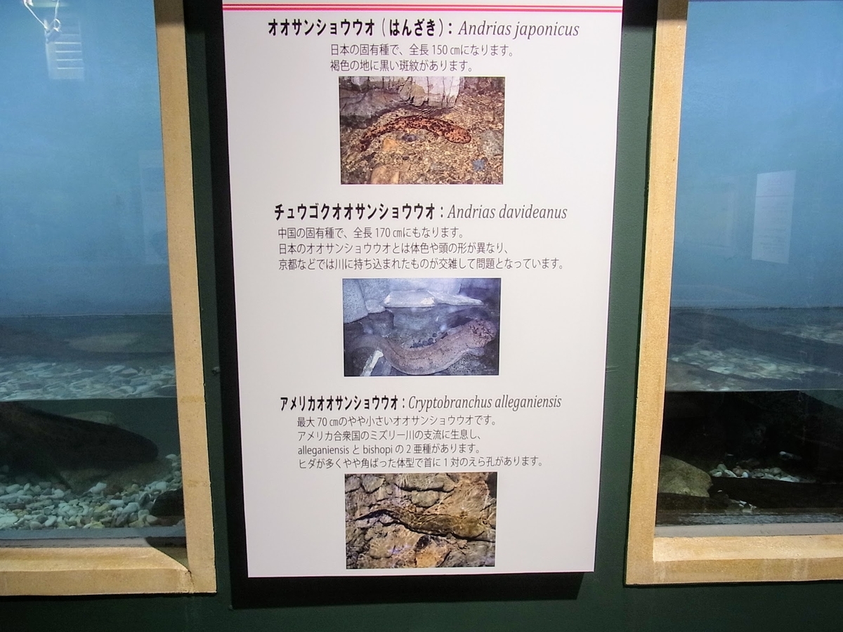 f:id:kibi6:20200702111547j:plain