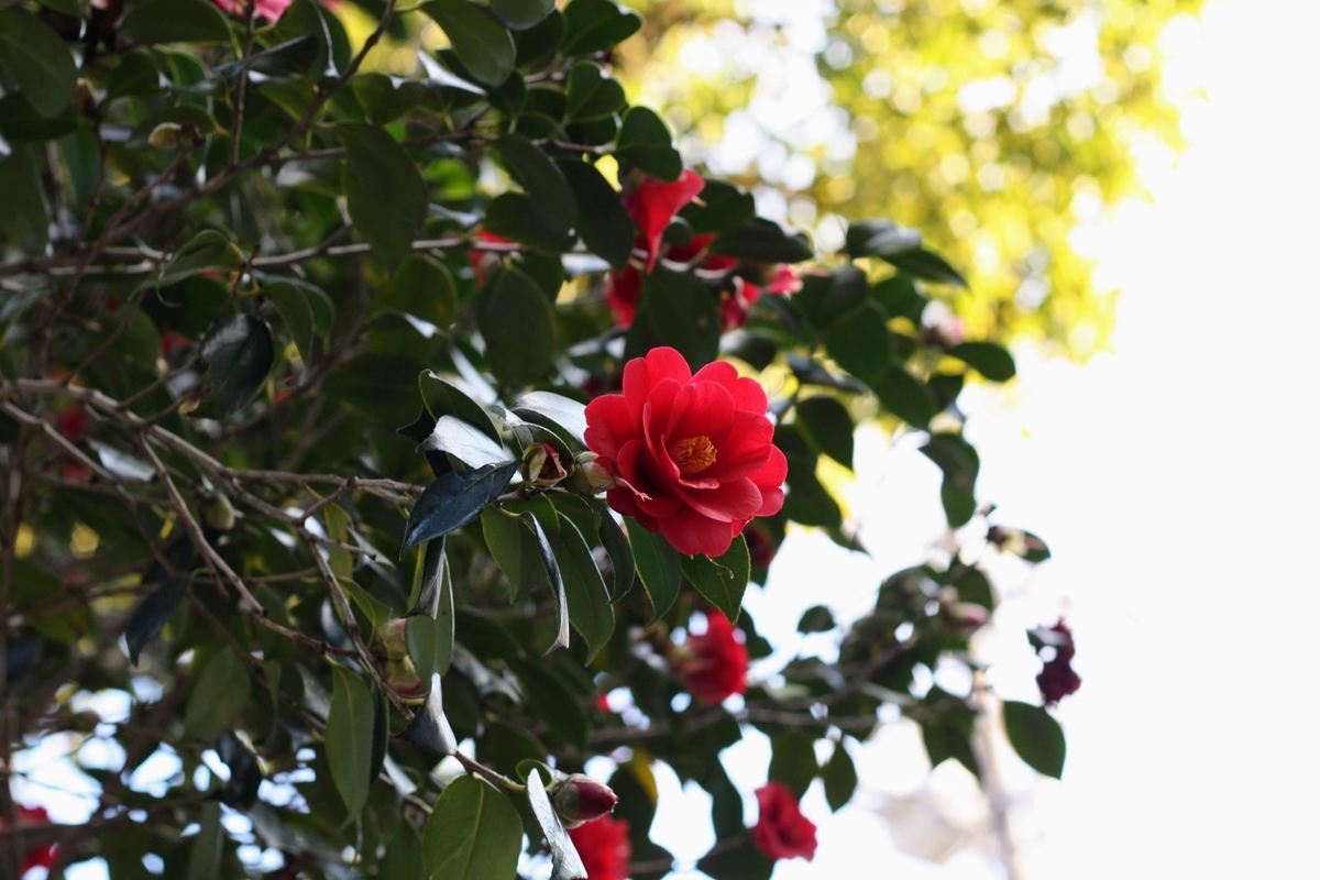 f:id:kibi6:20200702214116j:plain