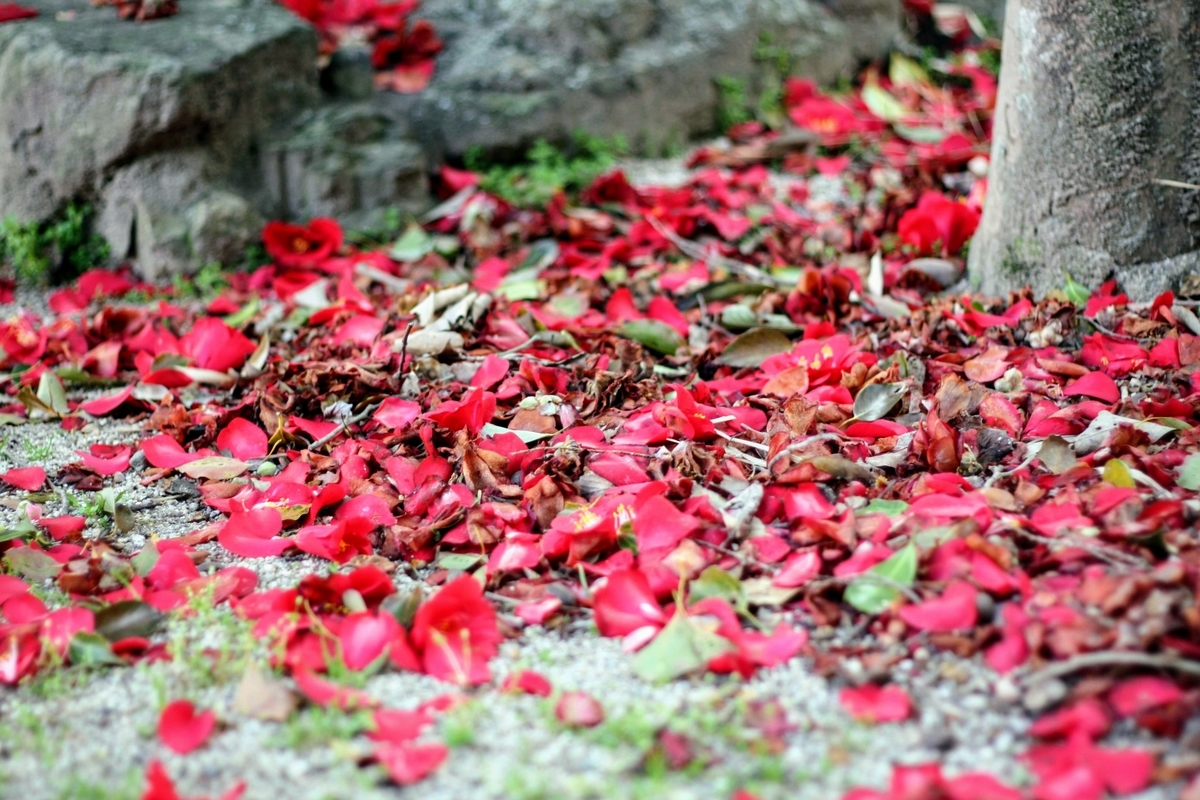 f:id:kibi6:20200702214154j:plain