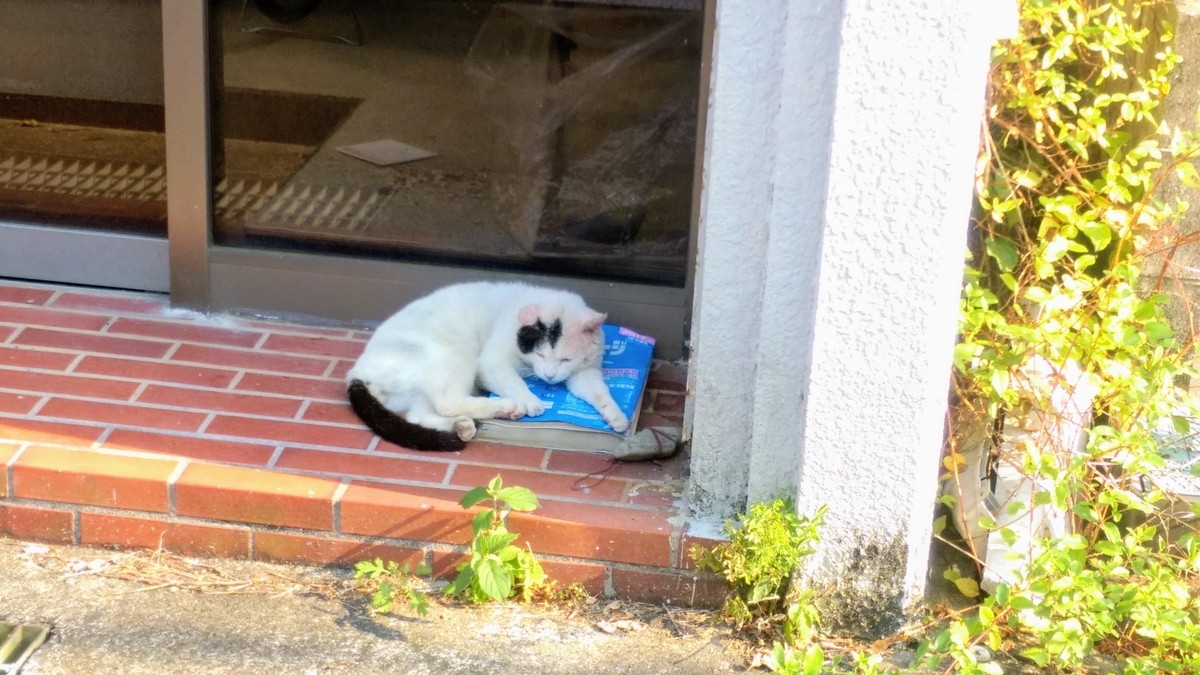 f:id:kibi6:20200703225259j:plain
