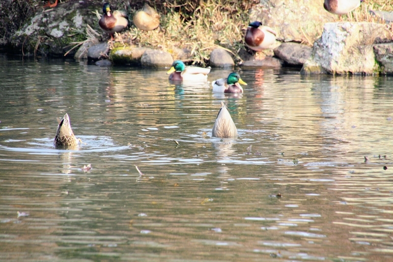f:id:kibi6:20210216203919j:plain