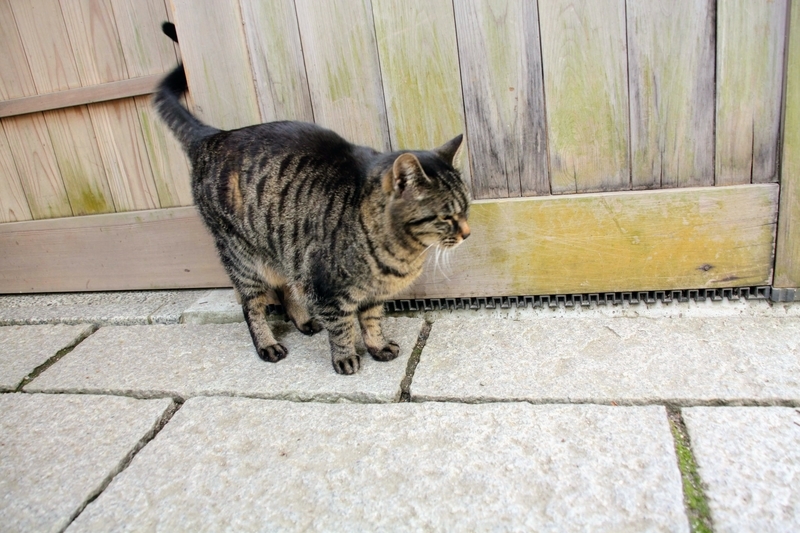 f:id:kibi6:20210303212354j:plain