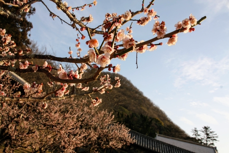 f:id:kibi6:20210303212719j:plain