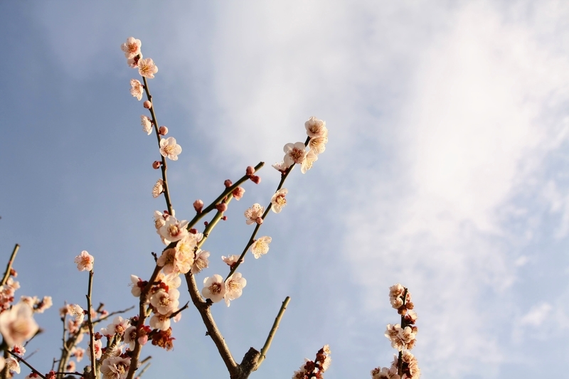 f:id:kibi6:20210303212827j:plain