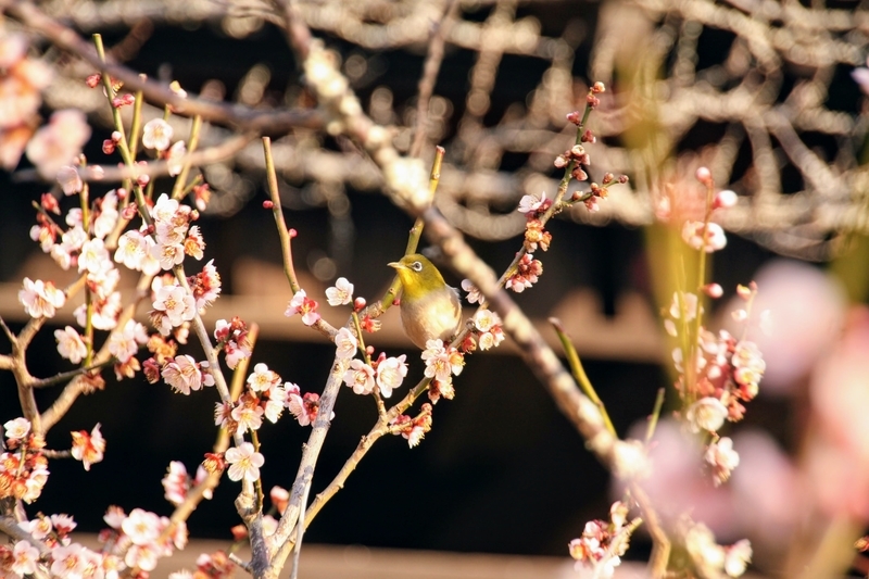 f:id:kibi6:20210303212838j:plain